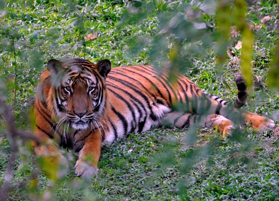 জীববৈচিত্র্য রক্ষায় সনাতন ধর্মের তাগিদ