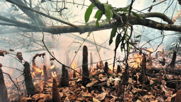 সুন্দরবনের সাড়ে তিন একর এলাকা পুড়ে ছাই  : তদন্ত কমিটি গঠন