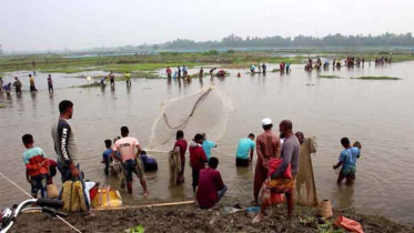 ঠাকুরগাঁওয়ে বুড়ির বাঁধ এলাকায় শুরু হয়েছে মাছ ধরা উৎসব