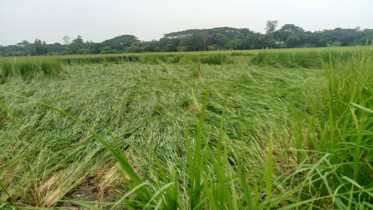 ঠাকুরগাঁওয়ে নুয়ে পড়েছে আমনের পাকা ধানগাছ