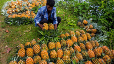 জিআই পণ্যের স্বীকৃতি পেল মধুপুরের আনারস