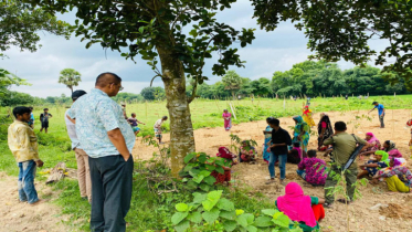 ভালুকায় বন বিভাগের ১ লাখ ৩৪ হাজার গাছের চারা উপড়ে ফেলেছে দুষ্কৃতিকারীরা: লাখ লাখ টাকার ক্ষতি