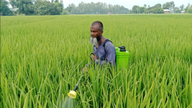 আমনখেতে মাজরা পোকার আক্রমণ : কীটনাশক প্রয়োগেও পোকা দমন হচ্ছে না