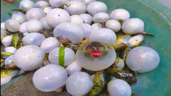 নিষিদ্ধ করা হোক পটকা মাছ ধরা ও খাওয়া